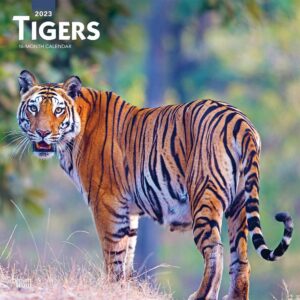 Tigers | 2023 12 x 24 Inch Monthly Square Wall Calendar | BrownTrout | Wildlife Zoo Animals