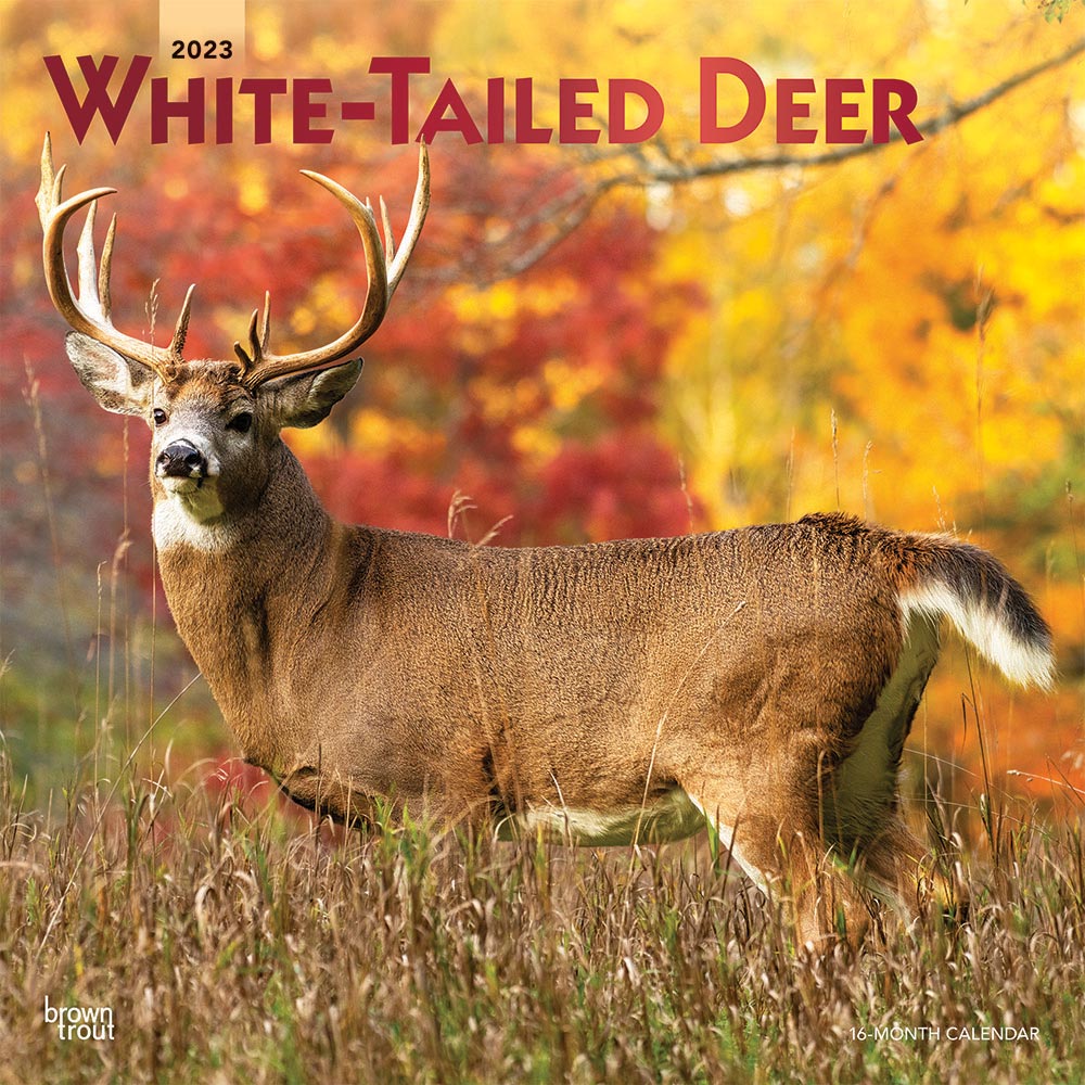 White Tailed Deer | 2023 12 x 24 Inch Monthly Square Wall Calendar | Foil Stamped Cover | BrownTrout | Wildlife Animals Forest Hunting