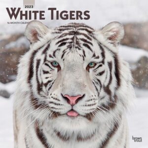 White Tigers | 2023 12 x 24 Inch Monthly Square Wall Calendar | BrownTrout | Wildlife Zoo Animals