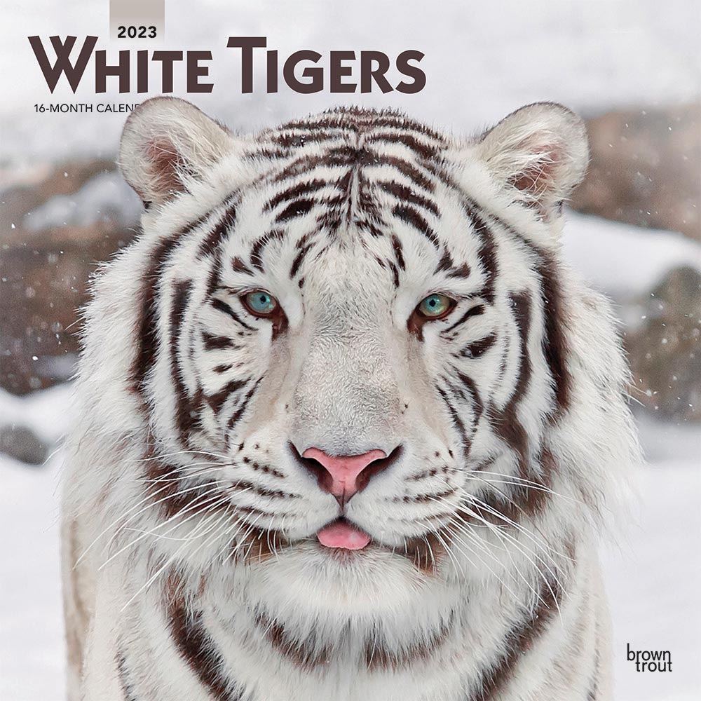 White Tigers 2023 Square Wall Calendar BrownTrout