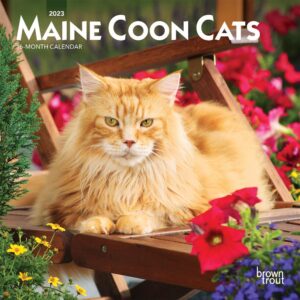 Maine Coon Cats | 2023 7 x 14 Inch Monthly Mini Wall Calendar | BrownTrout | Animals Feline Kittens