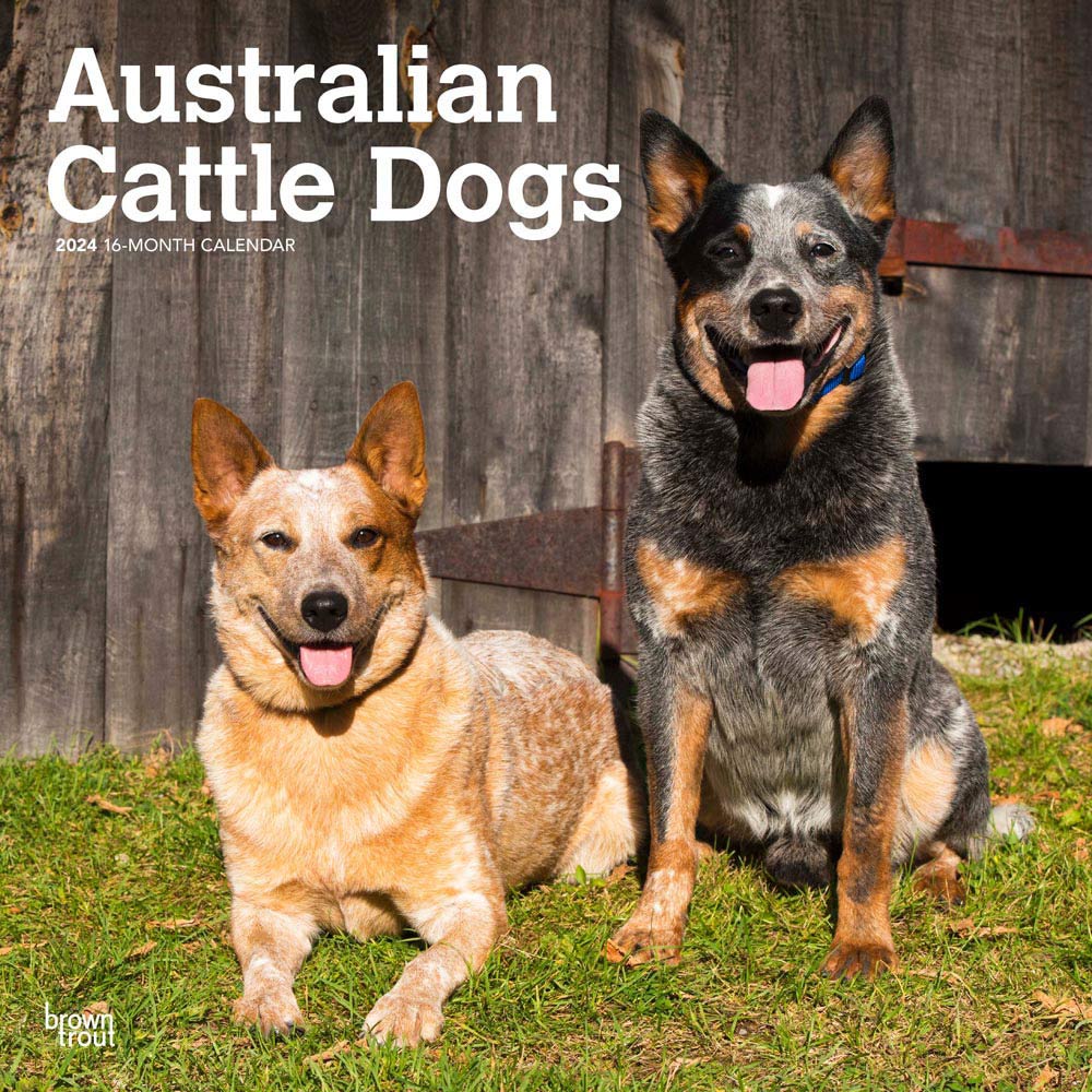 Australian Cattle Dogs 2024 Square Wall Calendar Anzac Day BrownTrout