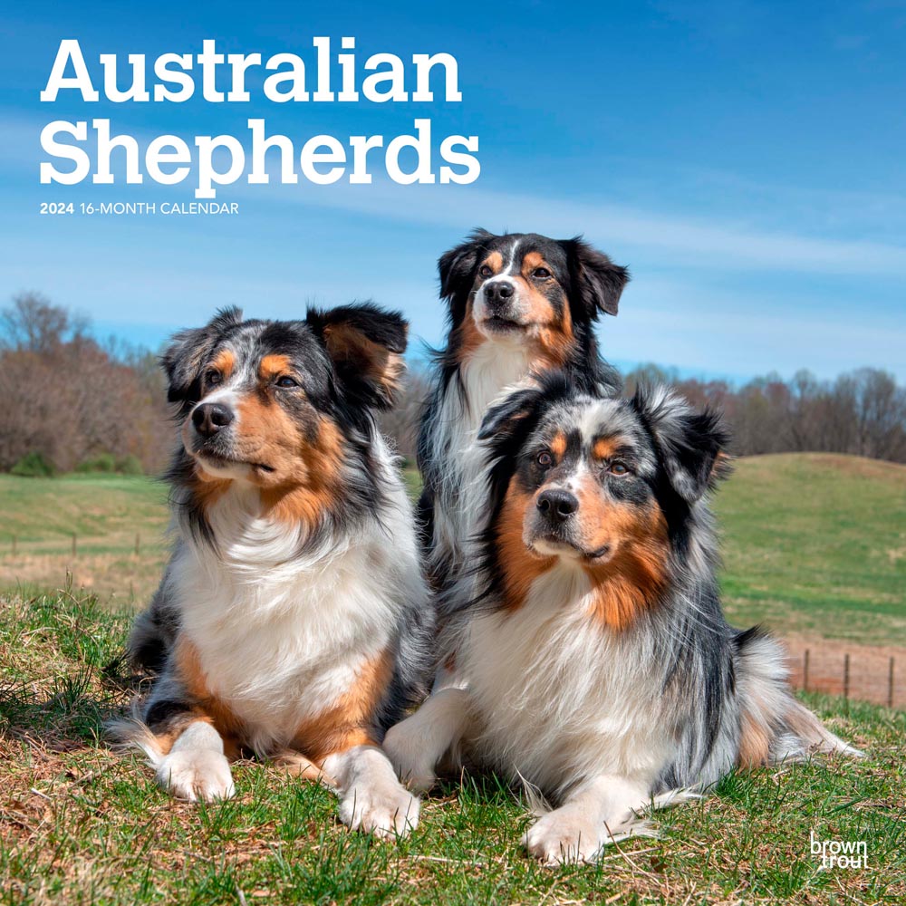 Australian Shepherds | 2024 12 x 24 Inch Monthly Square Wall Calendar | BrownTrout | Animals Dog Breeds
