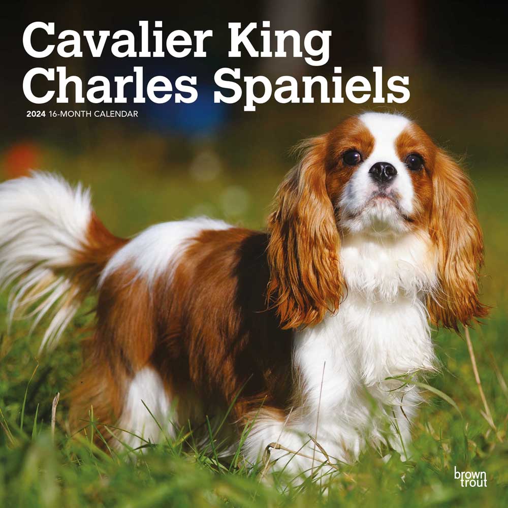 Cavalier King Charles Spaniels | 2024 12 x 24 Inch Monthly Square Wall Calendar | BrownTrout | Animals Dog Breeds Puppies