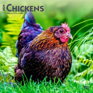 Chickens | 2024 12 x 24 Inch Monthly Square Wall Calendar | BrownTrout | Domestic Farm Animals