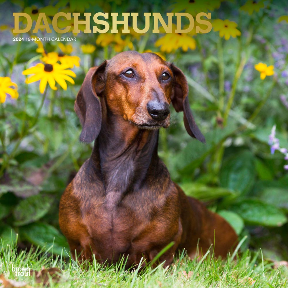 Dachshunds | 2024 12 x 24 Inch Monthly Square Wall Calendar | Foil Stamped Cover | BrownTrout | Animals Dog Breeds