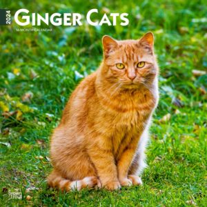 Ginger Cats | 2024 12 x 24 Inch Monthly Square Wall Calendar | BrownTrout | Animals Kittens Feline Pets