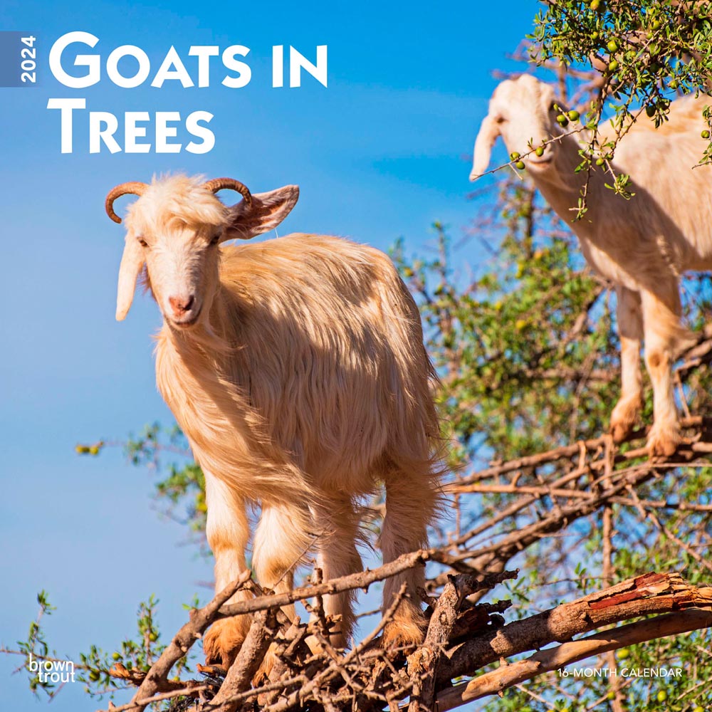 Goats in Trees | 2024 12 x 24 Inch Monthly Square Wall Calendar | BrownTrout | Domestic Funny Farm Animals
