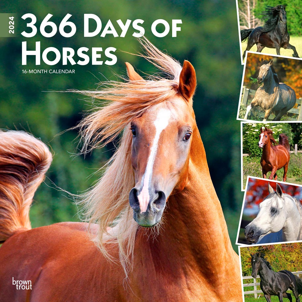 366 Days of Horses | 2024 12 x 24 Inch Monthly Square Wall Calendar | BrownTrout | Animals Equestrian