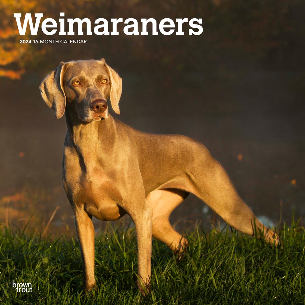 Weimaraners | 2024 12 x 24 Inch Monthly Square Wall Calendar | BrownTrout | Animals Dog Breeds