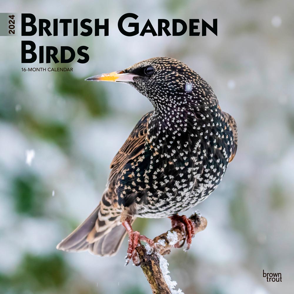 British Garden Birds 2024 Square Wall Calendar BrownTrout