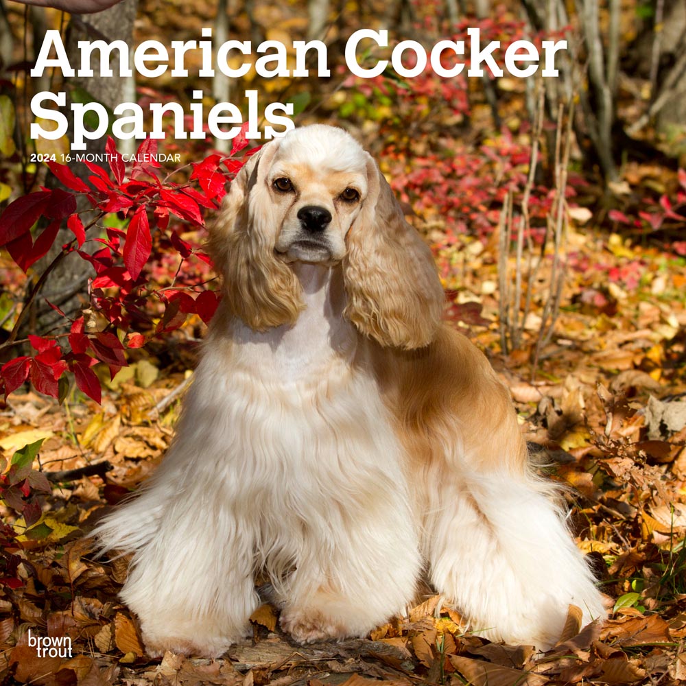 American Cocker Spaniels | 2024 12 x 24 Inch Monthly Square Wall Calendar | BrownTrout | Animals Dog Breeds
