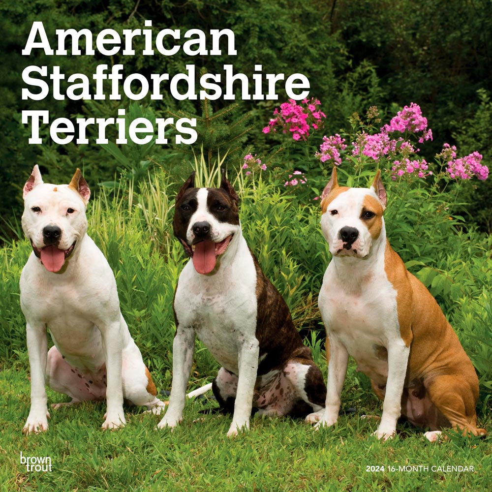 American Staffordshire Terriers | 2024 12 x 24 Inch Monthly Square Wall Calendar | BrownTrout | Animals Dog Breeds