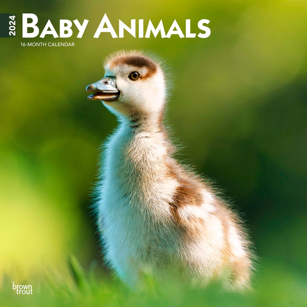Baby Animals | 2024 12 x 24 Inch Monthly Square Wall Calendar | BrownTrout | Domestic Pets Chicken Small Cute