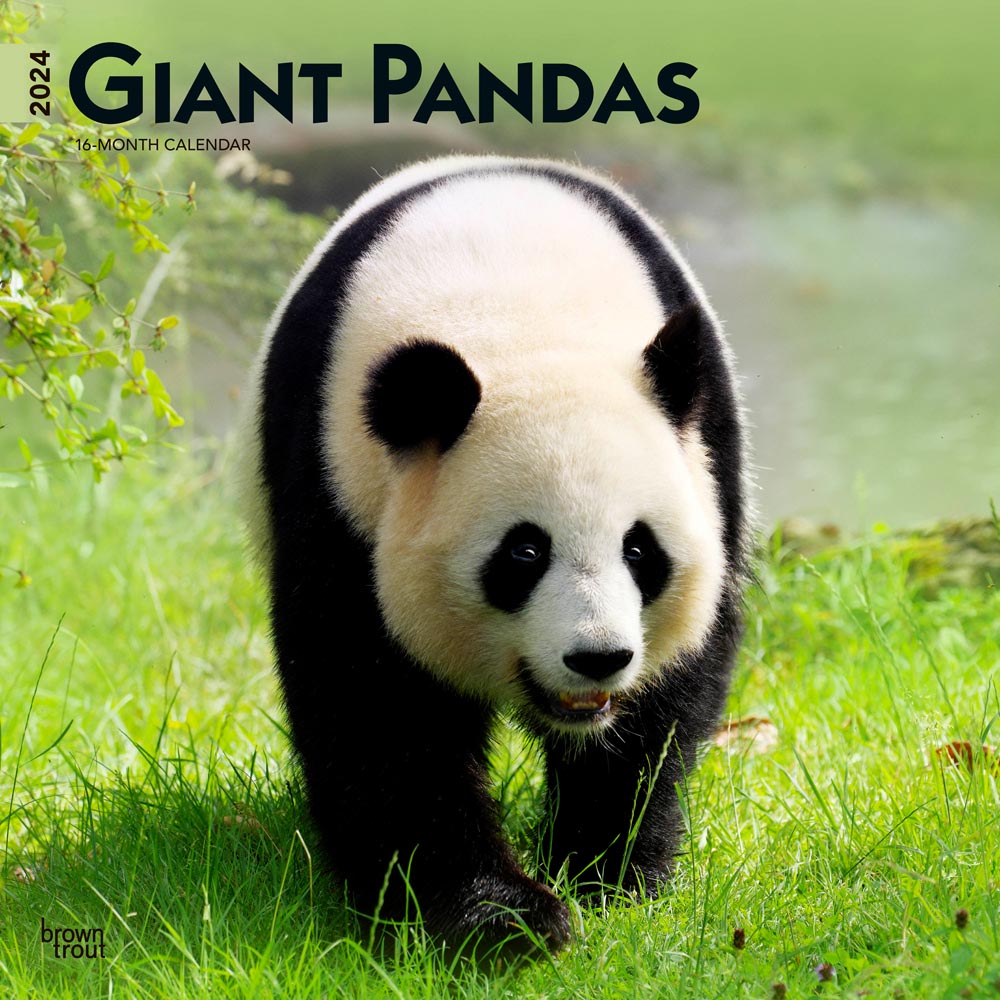 Giant Pandas | 2024 12 x 24 Inch Monthly Square Wall Calendar | BrownTrout | Wildlife Zoo Animals Bears