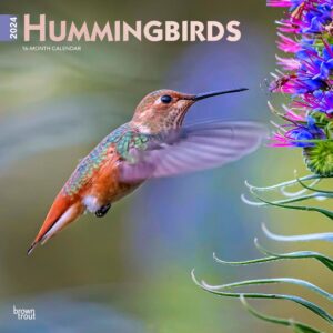 Hummingbirds | 2024 12 x 24 Inch Monthly Square Wall Calendar | Foil Stamped Cover | BrownTrout | Animals Wildlife