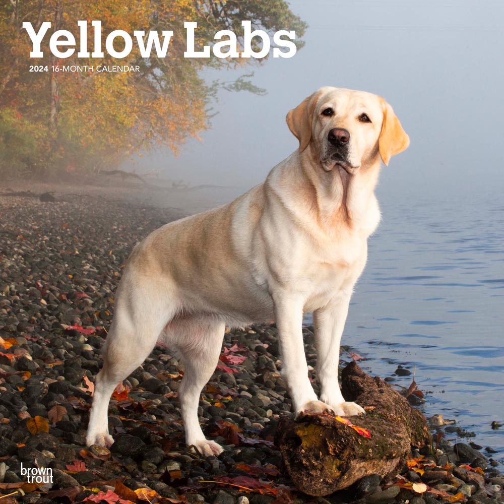 Yellow Labrador Retrievers | 2024 12 x 24 Inch Monthly Square Wall Calendar | BrownTrout | Animals Dog Breeds