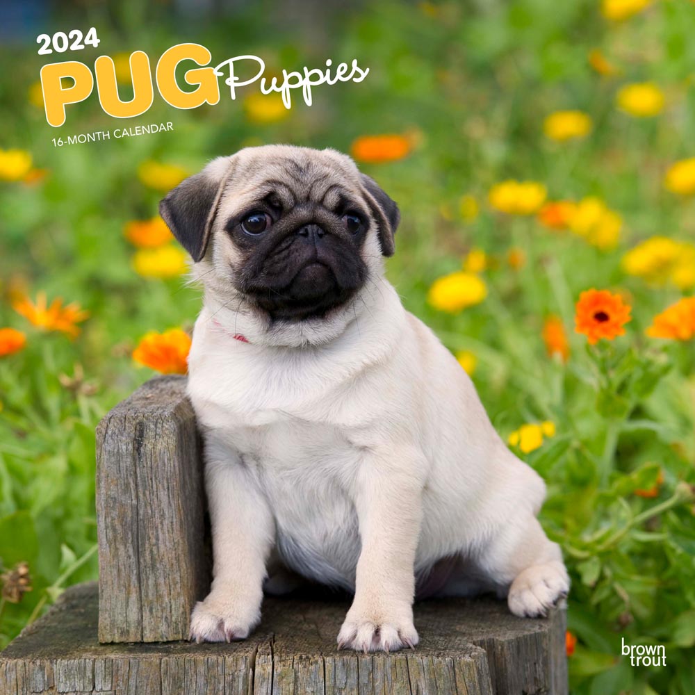 Pug Puppies 2024 Square Wall Calendar BrownTrout