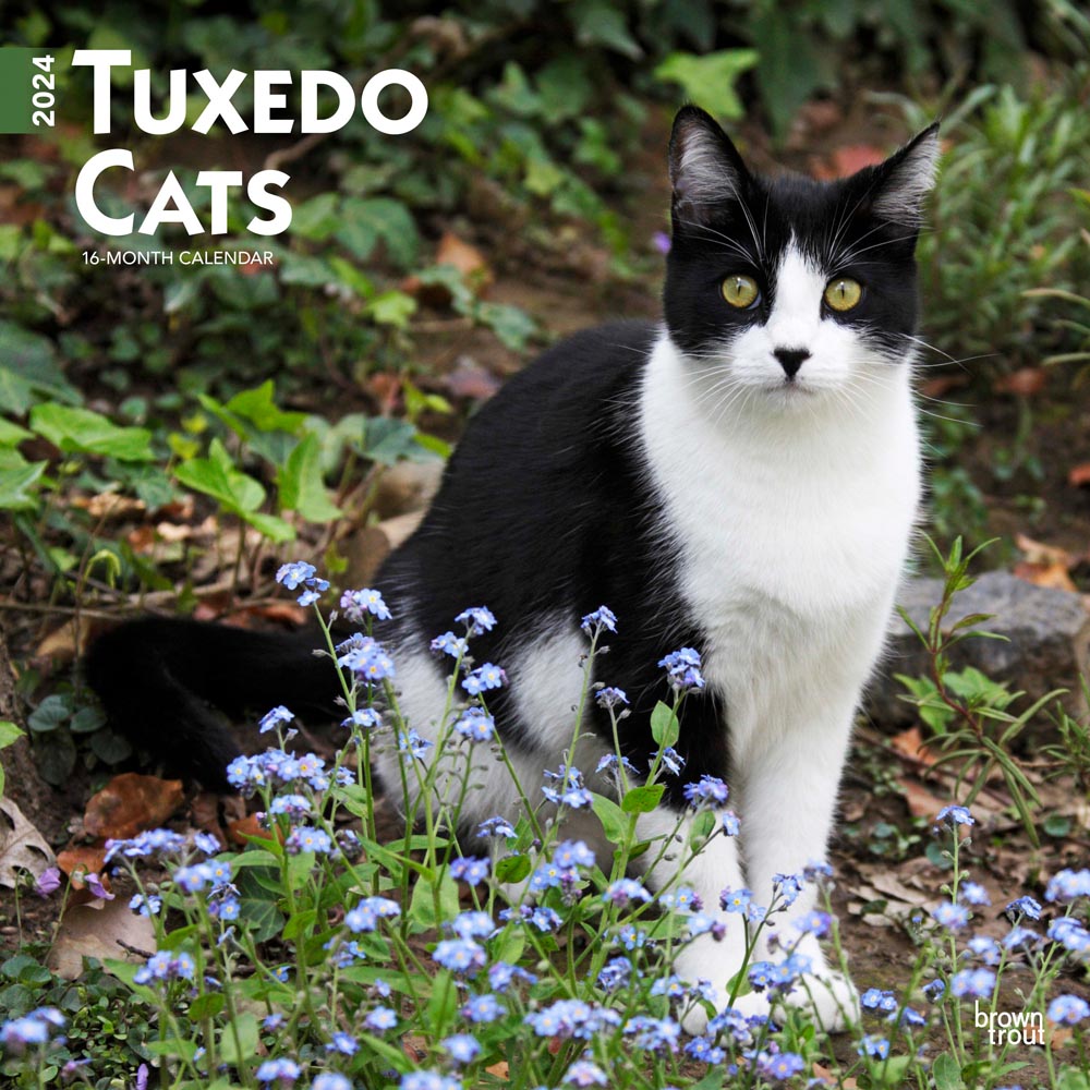 Tuxedo Cats | 2024 12 x 24 Inch Monthly Square Wall Calendar | BrownTrout | Animals Kittens Feline