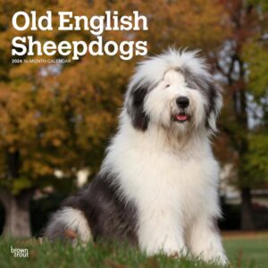 Old English Sheepdogs | 2024 12 x 24 Inch Monthly Square Wall Calendar | BrownTrout | Animals Dog Breeds