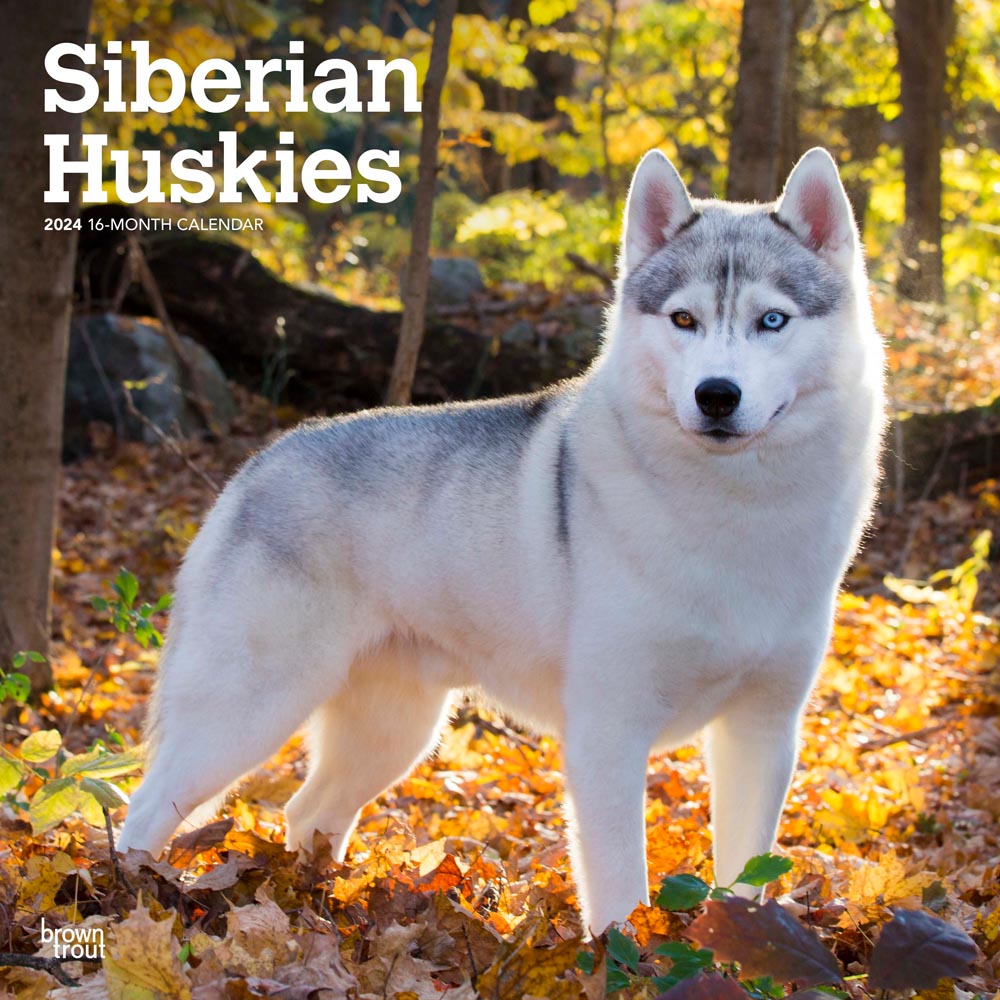 Siberian Huskies | 2024 12 x 24 Inch Monthly Square Wall Calendar | BrownTrout | Animal Dog Breeds
