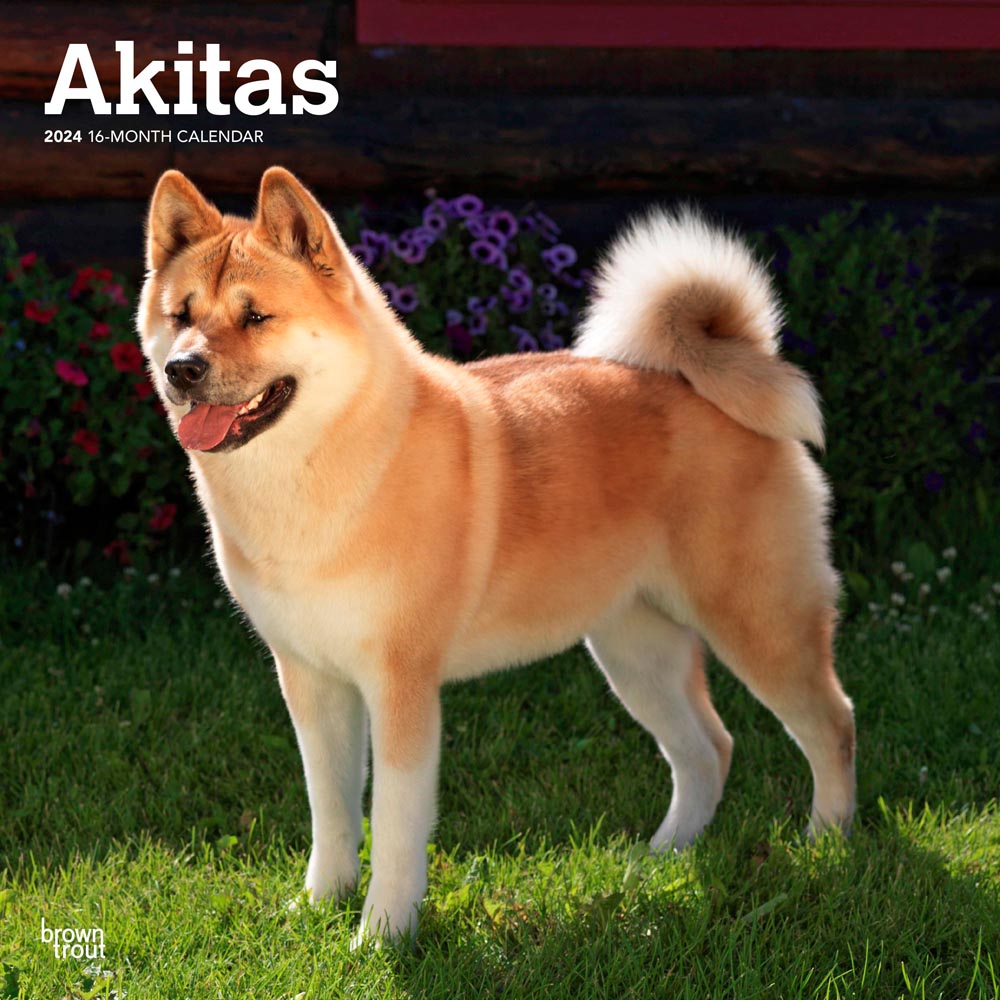 Akitas | 2024 12 x 24 Inch Monthly Square Wall Calendar | BrownTrout | Animal Dog Breeds