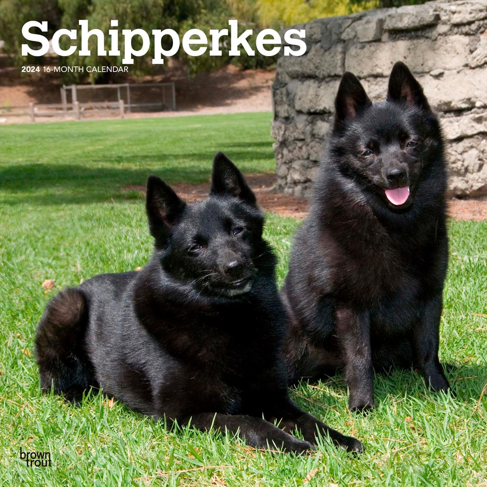 Schipperkes | 2024 12 x 24 Inch Monthly Square Wall Calendar | BrownTrout | Animals Dog Breeds
