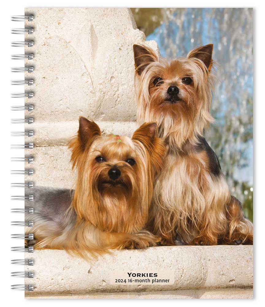 Yorkshire Terriers | 2024 6 x 7.75 Inch Spiral-Bound Wire-O Weekly Engagement Planner Calendar | New Full-Color Image Every Week | BrownTrout | Yorkies Dog Breeds