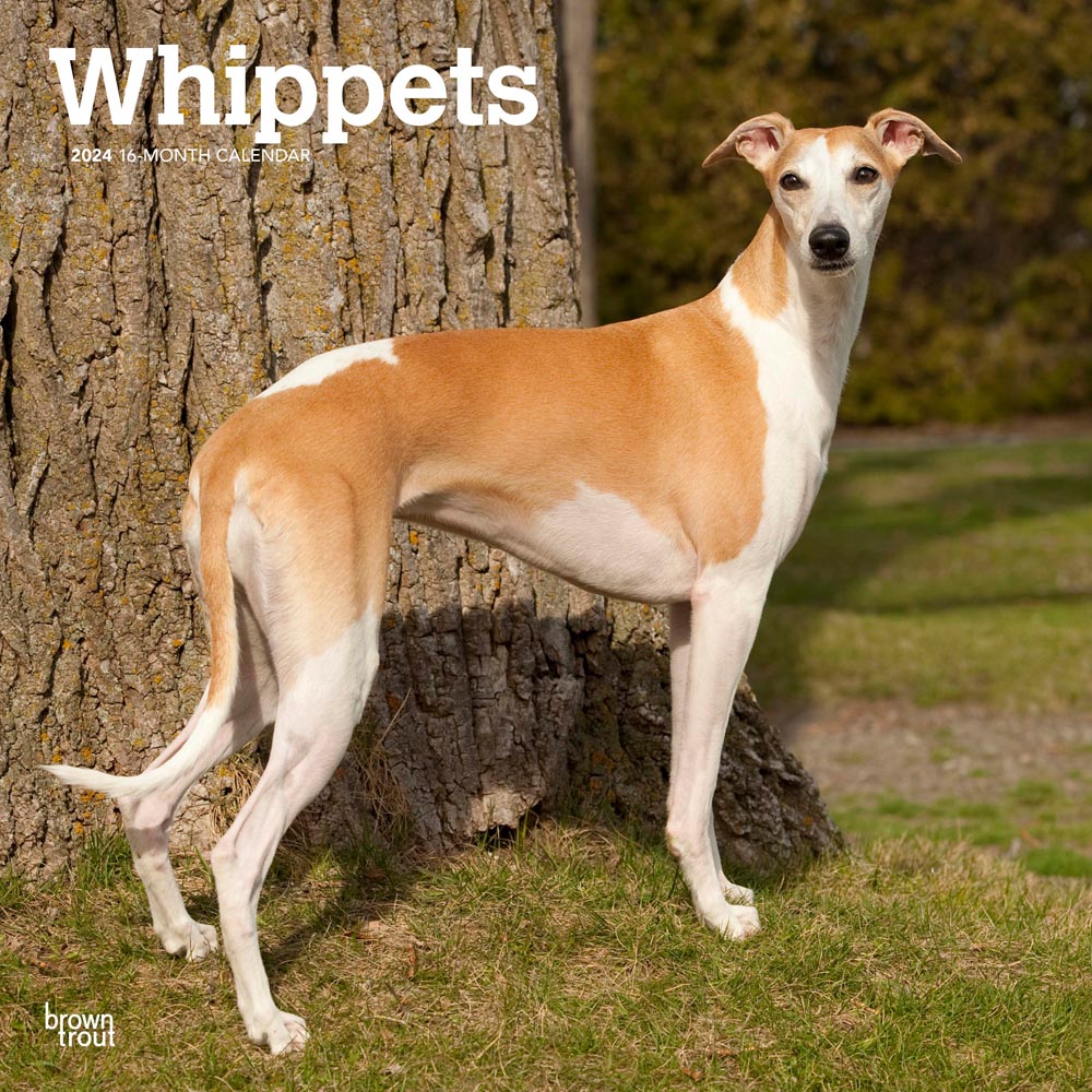 Whippets | 2024 12 x 24 Inch Monthly Square Wall Calendar | BrownTrout | Animals Dog Breeds