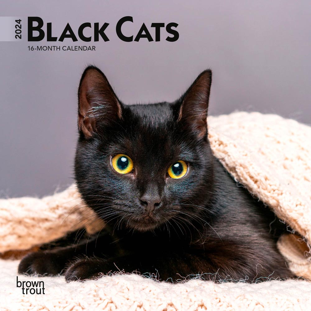 Black Cats | 2024 7 x 14 Inch Monthly Mini Wall Calendar | BrownTrout | Animals Feline Pets