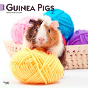 Guinea Pigs | 2024 12 x 24 Inch Monthly Square Wall Calendar | BrownTrout | Domestic Animals Small Pets