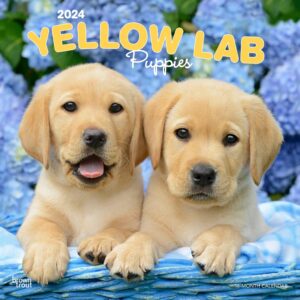 Yellow Labrador Retriever Puppies | 2024 12 x 24 Inch Monthly Square Wall Calendar | BrownTrout | Animals Dog Breeds Puppy