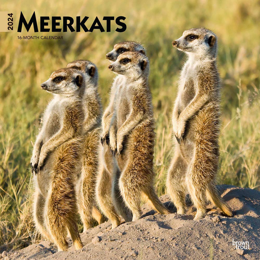 Meerkats | 2024 12 x 24 Inch Monthly Square Wall Calendar | BrownTrout | Wildlife Animals