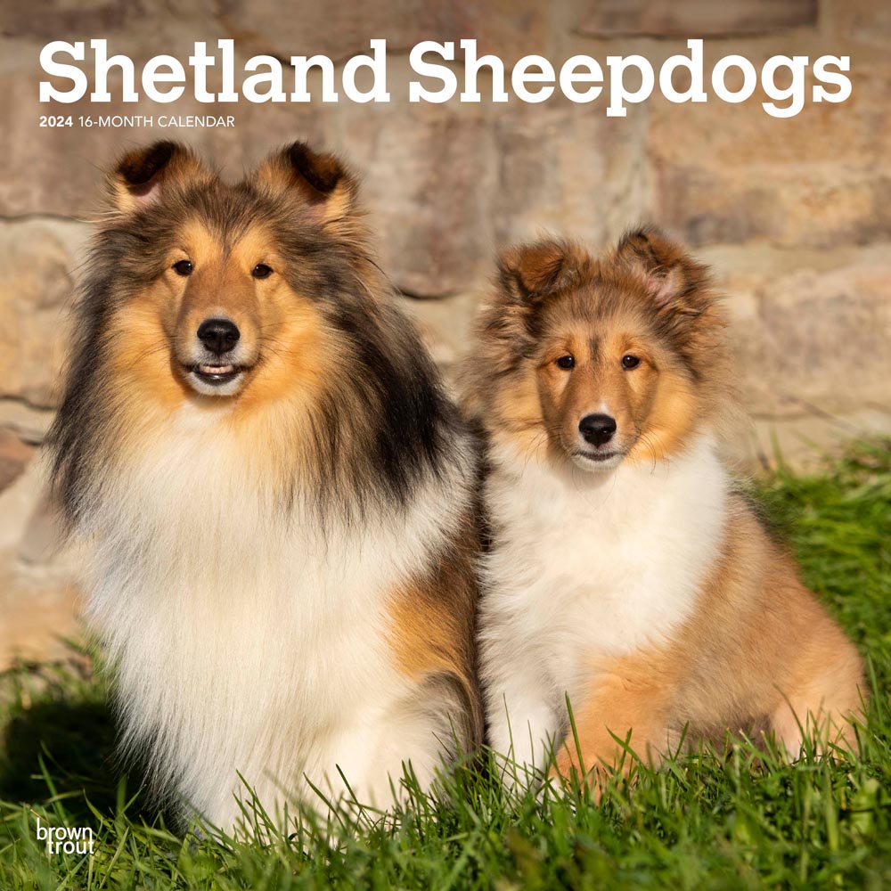 Shetland Sheepdogs | 2024 12 x 24 Inch Monthly Square Wall Calendar | BrownTrout | Animals Dog Breeds