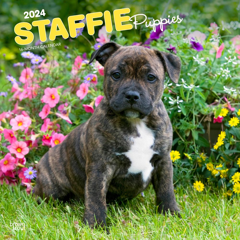 Staffordshire Bull Terriers Puppies | 2024 12 x 24 Inch Monthly Square Wall Calendar | BrownTrout | Staffies Dog Breeds