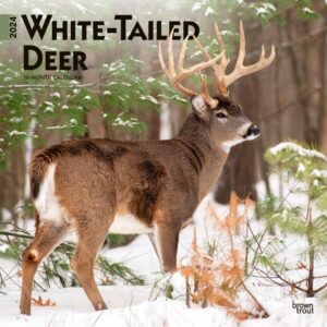 White Tailed Deer | 2024 12 x 24 Inch Monthly Square Wall Calendar | BrownTrout | Wildlife Animals Forest Hunting