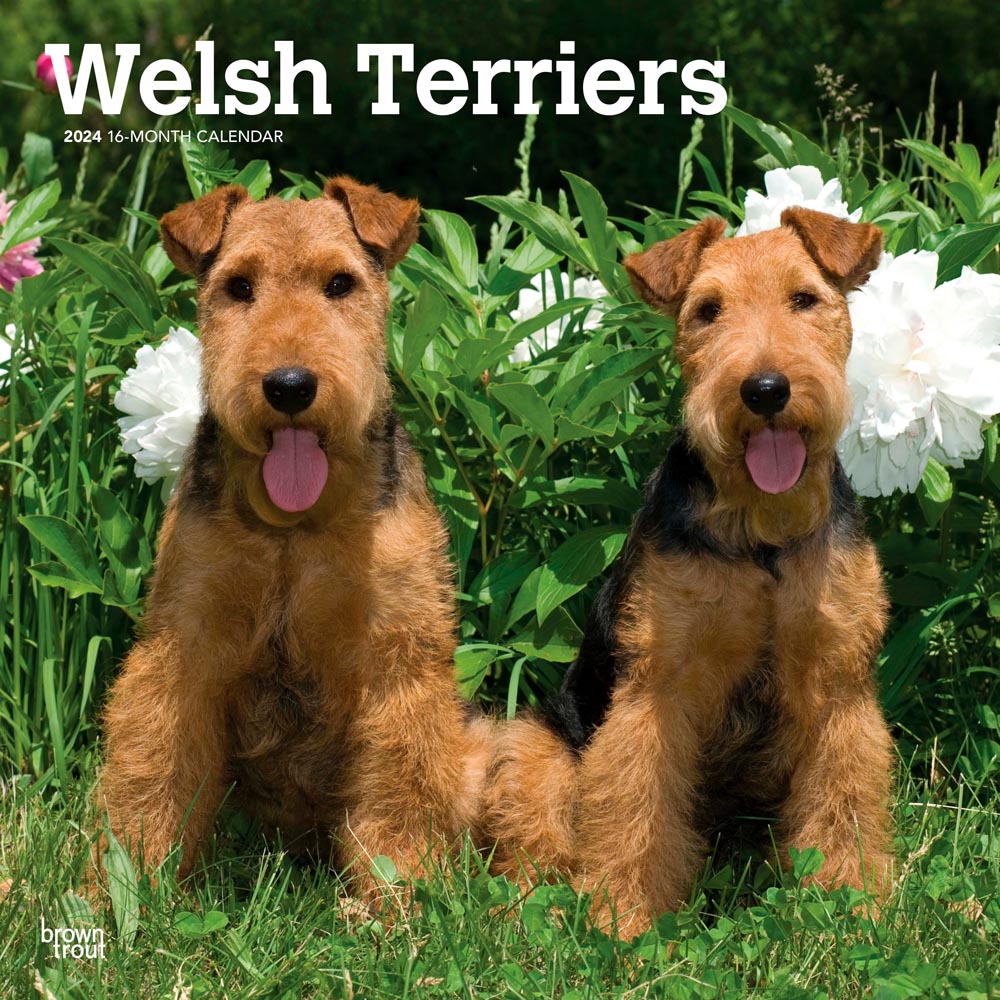 Welsh Terriers | 2024 12 x 24 Inch Monthly Square Wall Calendar | BrownTrout | Animals Dog Breeds