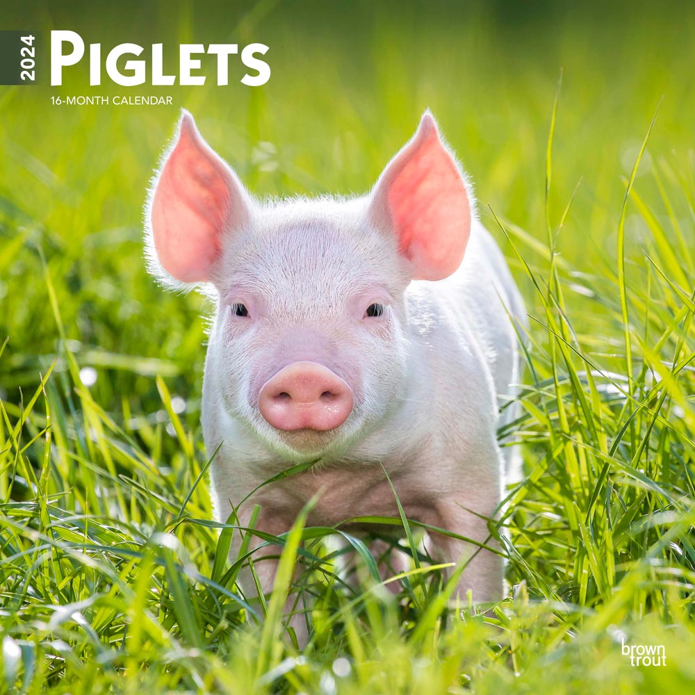 Piglets | 2024 12 x 24 Inch Monthly Square Wall Calendar | BrownTrout | Domestic Pet Baby Farm Animals