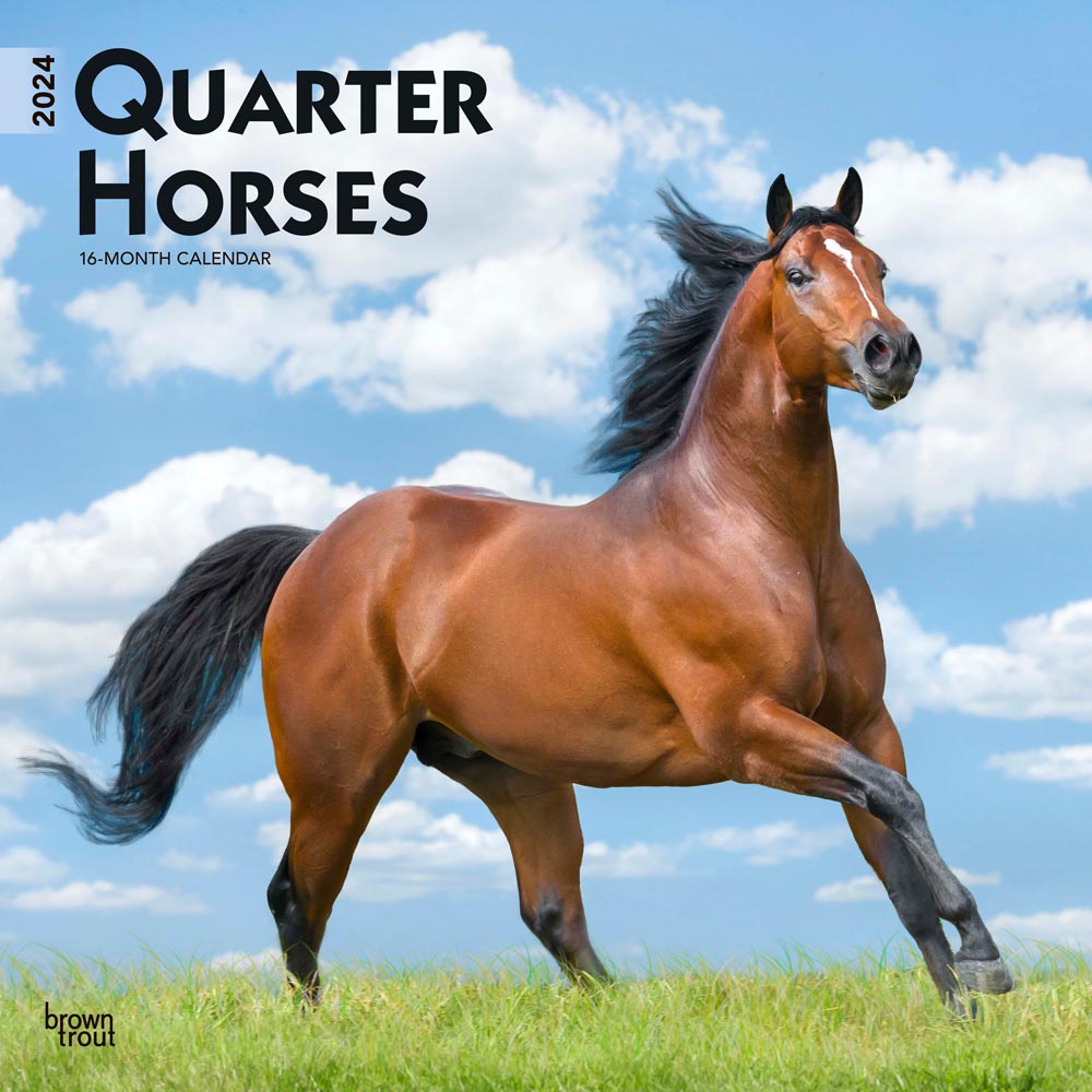 Quarter Horses | 2024 12 x 24 Inch Monthly Square Wall Calendar | BrownTrout | Animals Equestrian
