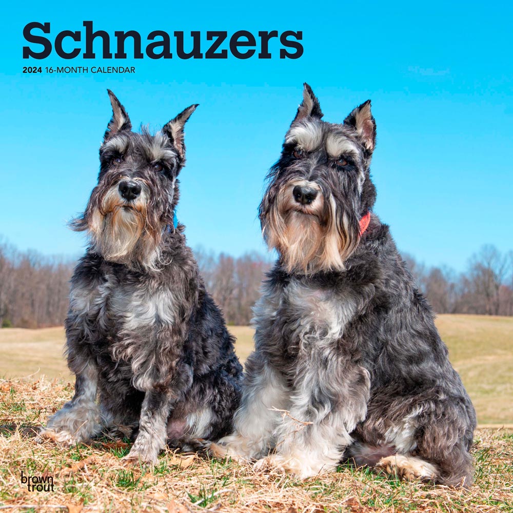 Schnauzers | 2024 12 x 24 Inch Monthly Square Wall Calendar | BrownTrout | Animals Dog Breeds