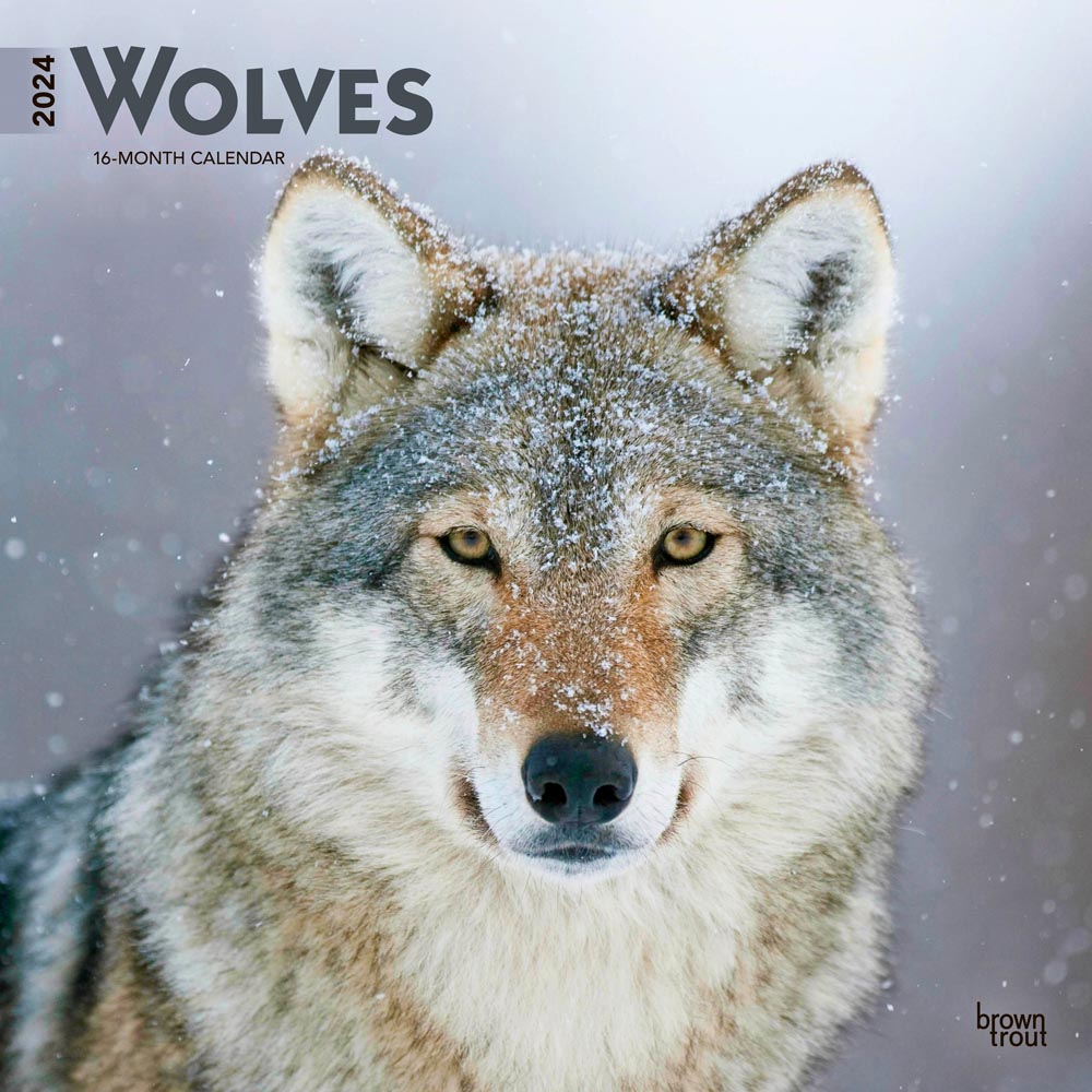 Wolves | 2024 12 x 24 Inch Monthly Square Wall Calendar | BrownTrout | Wildlife Animals