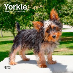 Yorkshire Terrier Puppies | 2024 7 x 14 Inch Monthly Mini Wall Calendar | BrownTrout | Animals Small Dog Breeds Yorkies