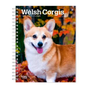 Welsh Corgis | 2024 6 x 7.75 Inch Spiral-Bound Wire-O Weekly Engagement Planner Calendar | New Full-Color Image Every Week | BrownTrout | Animals Dog Breeds