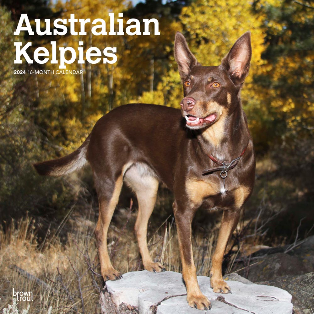 Australian Kelpies | 2024 12 x 24 Inch Monthly Square Wall Calendar | BrownTrout | Animal Dog Breeds