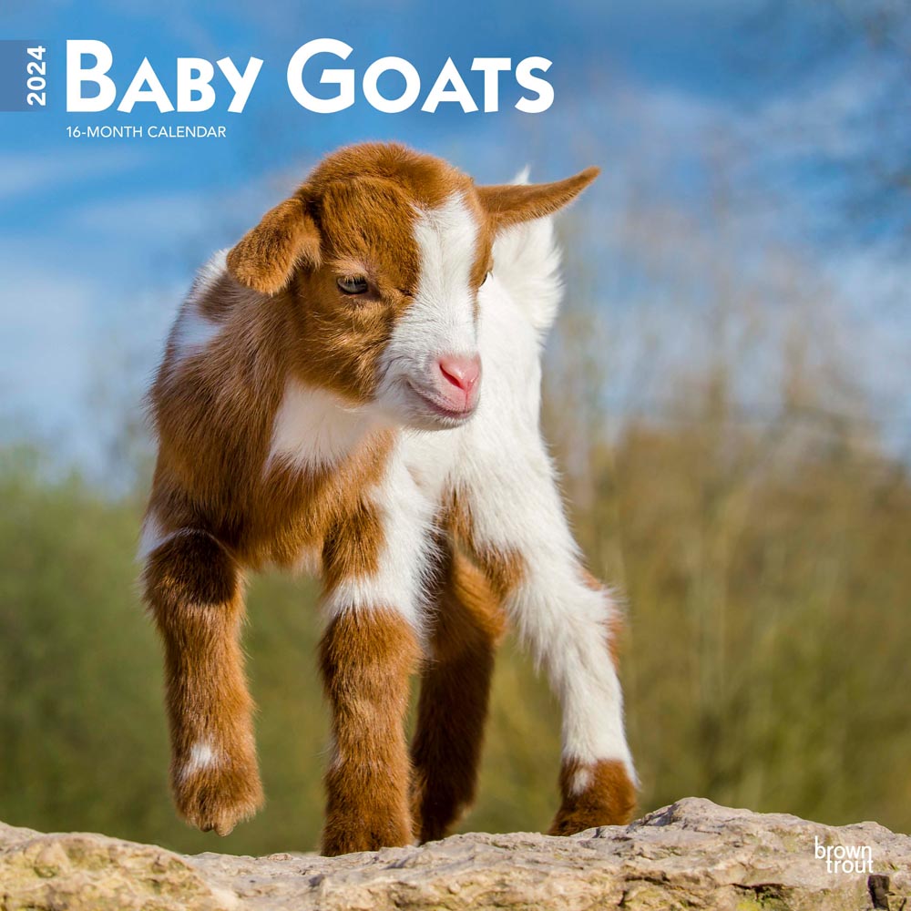 Baby Goats | 2024 12 x 24 Inch Monthly Square Wall Calendar | BrownTrout | Domestic Animals
