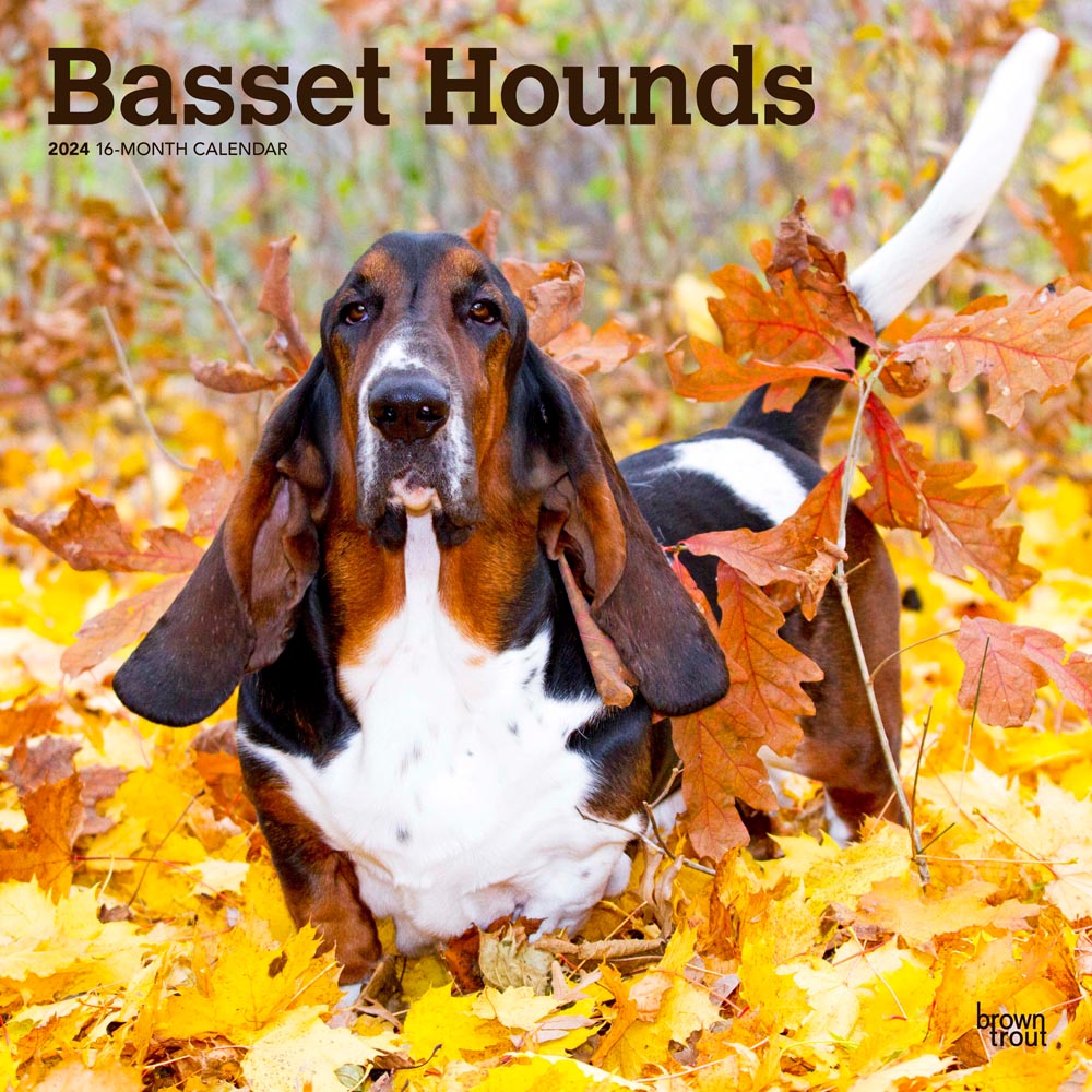 Basset Hounds | 2024 12 x 24 Inch Monthly Square Wall Calendar | BrownTrout | Animals Dog Breeds