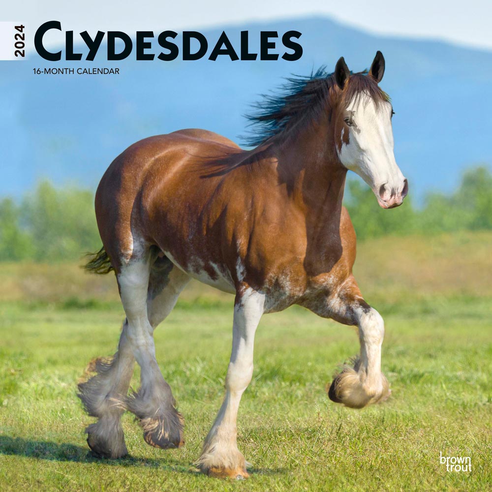 Clydesdales | 2024 12 x 24 Inch Monthly Square Wall Calendar | BrownTrout | Animals Horses