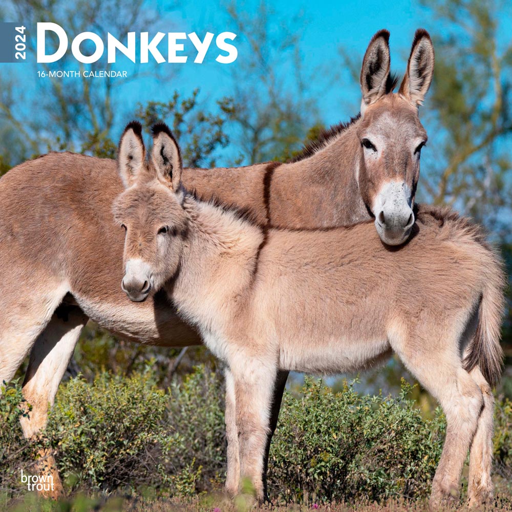 Donkeys | 2024 12 x 24 Inch Monthly Square Wall Calendar | BrownTrout | Domestic Animals