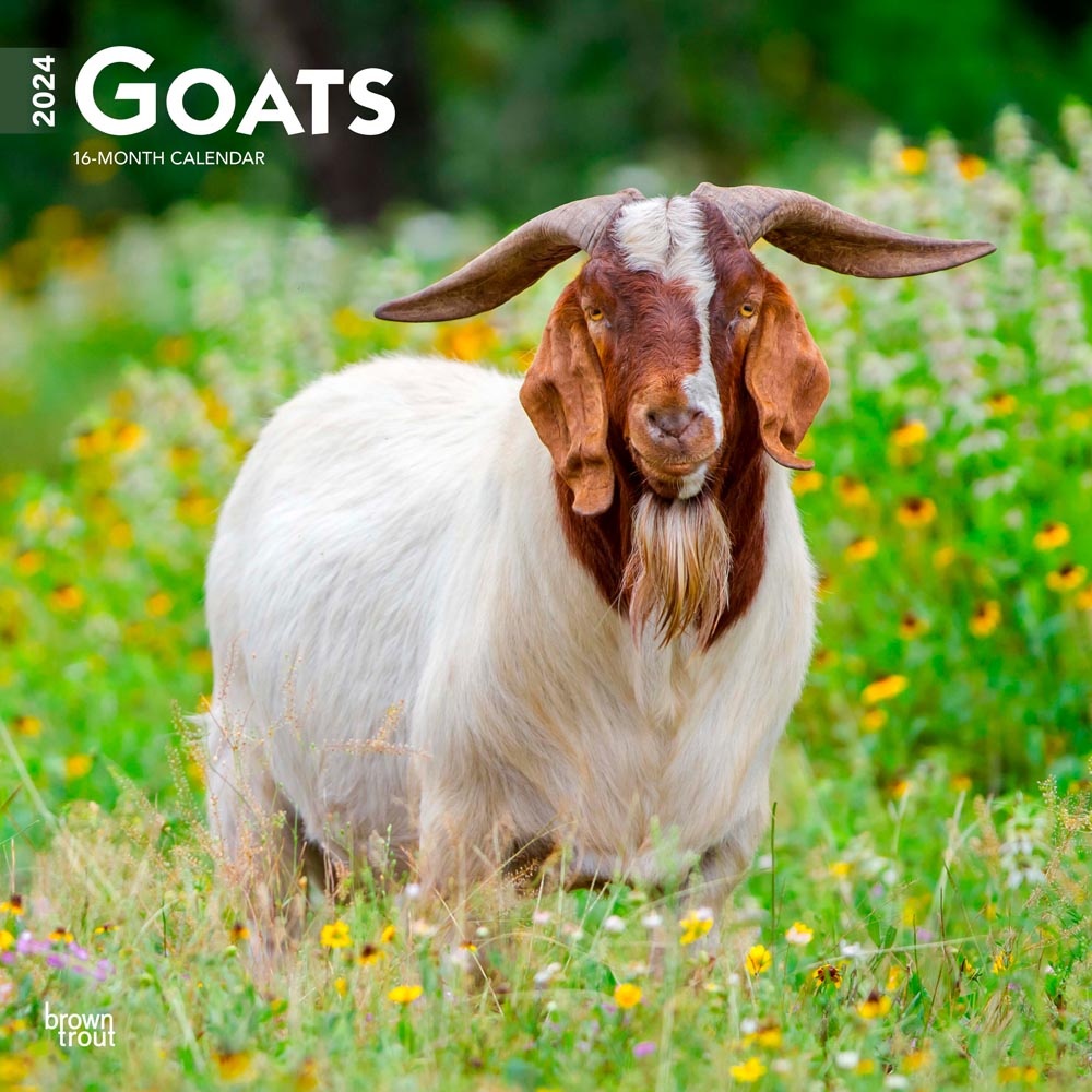 Goats | 2024 12 x 24 Inch Monthly Square Wall Calendar | BrownTrout | Domestic Farm Animals
