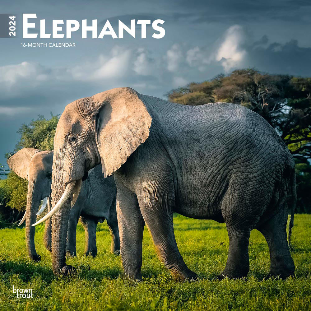 Elephants | 2024 12 x 24 Inch Monthly Square Wall Calendar | BrownTrout | Animals Wildlife